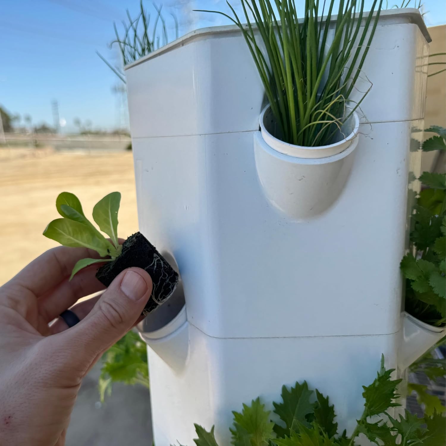 Butter Lettuce Seedlings: Ready-to-Plant, Starts, Starters, Plugs, Garden Ready, Live Plants, Transplants, Pre-Sprouted, Soil & Hydroponic Gardens (6 seedlings)