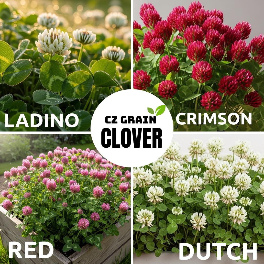 Amazon.com : White Dutch Clover Seeds for Planting – Fast-Growing