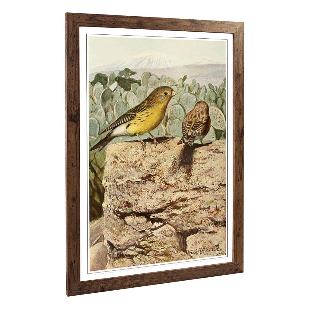 Big Box Art Framed Print of Vintage W Kuhnert Wild Canaries Design | Wall Art Picture | Home Decor for Kitchen, Living Room, Bedroom, Hallway, Walnut, A2 / 24.5x18 Inch / 62x45cm