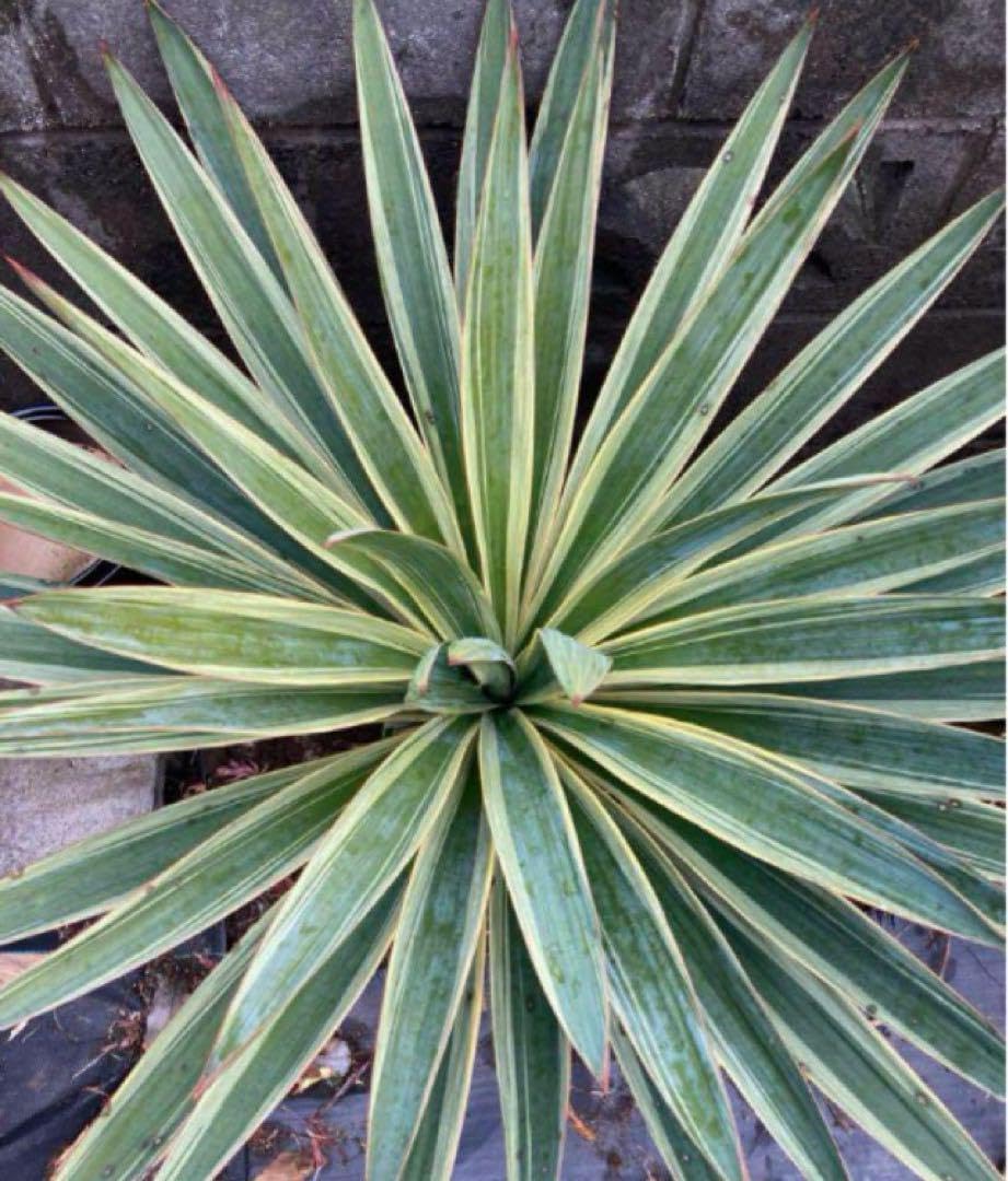 ユッカ グロリオサ 散斑 極上斑入 ユッカ グロリオサ 散斑 極上斑入 ユッカ グロリオサ 散斑 極上