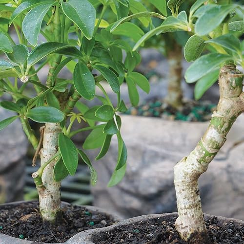 Miniatura 5 de Brussel's Live Dwarf Hawaiian Umbrella - Árbol bonsái de interior enano hawaiano paraguas en roca doble - 3 años de edad; 6" a 10" de alto