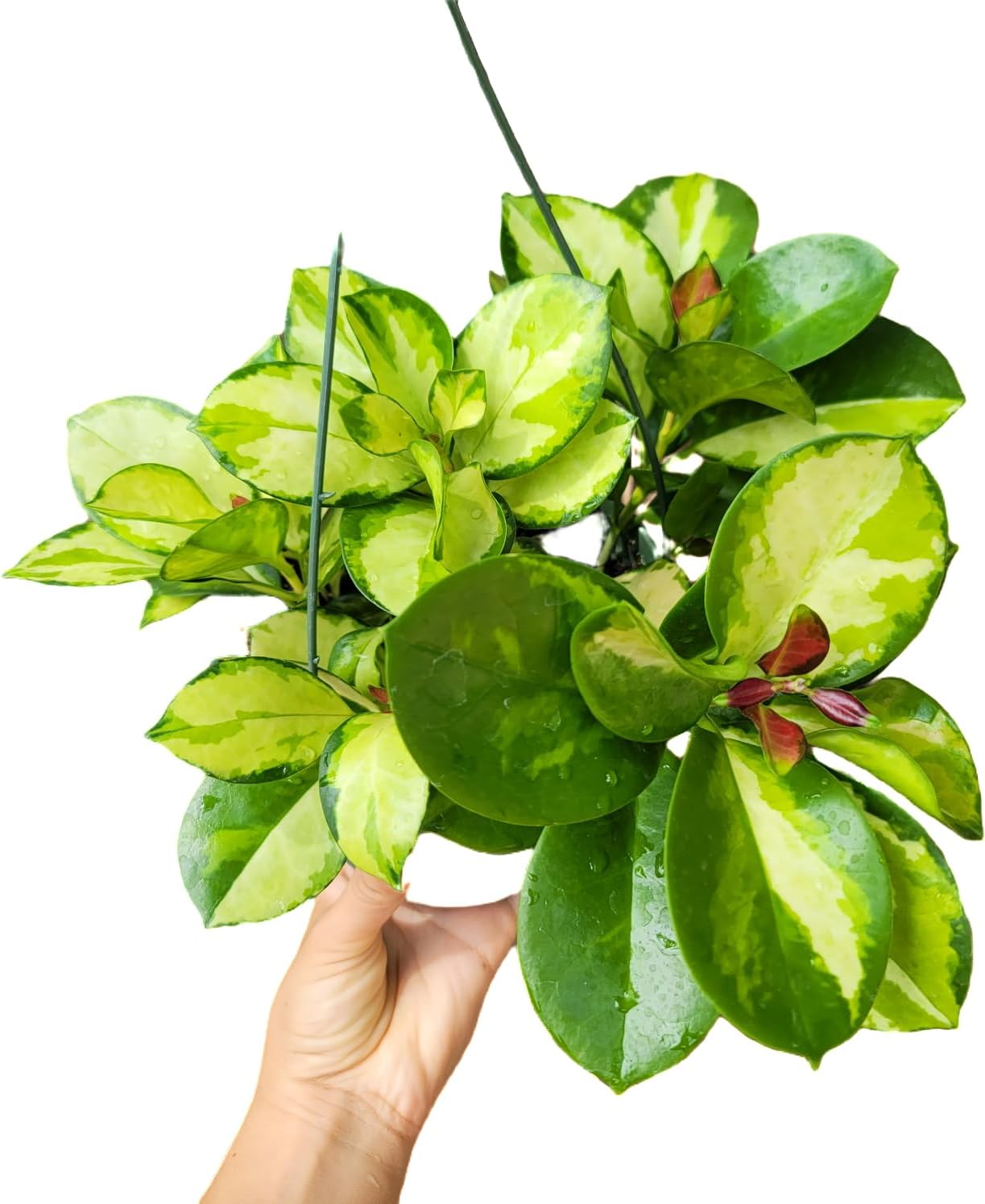 Hoya Australis 'Lisa' - Live Variegated Wax Plant | Easy Care, Fast Growing Houseplant | Perfect for Indoor Decor | CA Seller (3-4 Plants/Stems, 4.5" Pot)