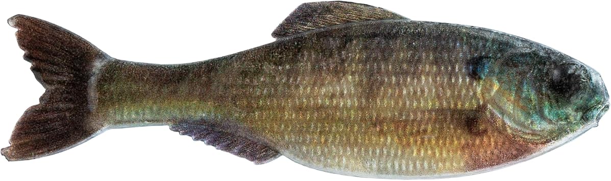 6th Sense Panorama Soft Plastic Bass & Crappie Fishing Lure | Ultra-Realistic Forage Imitator with Natural Swimming Action for Subtle Finesse Rigs and Other Moving Applications