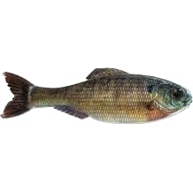 6th Sense Panorama Soft Swimbait Bass & Crappie Fishing Lure | Ultra-Realistic Forage Imitator with Natural Swimming Action for Finesse to Big-Bait Applications