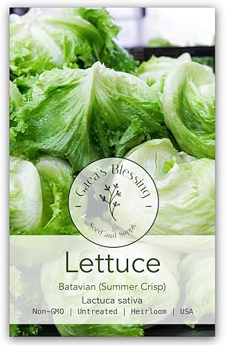 Gaea's Blessing Semillas - Semillas de lechuga (2000 semillas) Semillas iceberg batavian sin OMG con instrucciones de plantación fáciles de seguir -