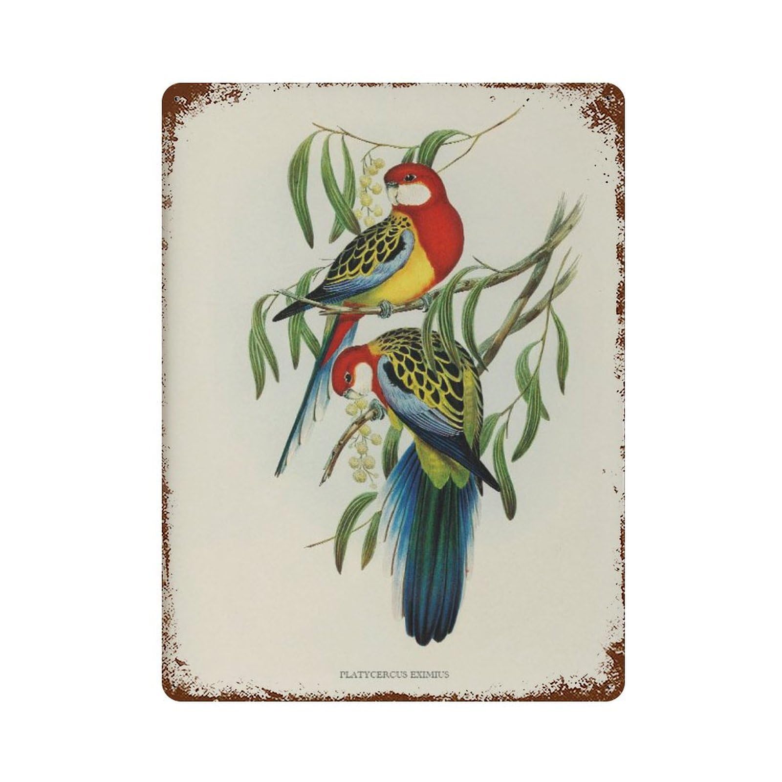 xiaoxiaoshen Vintage Rose-hill Parakeet Farmhouse Nursery Decor Wall Decor Art Metal Tin Poster Modern Home Decor Art Home Bar Shop Decorations Vintage Sign 40x30cm