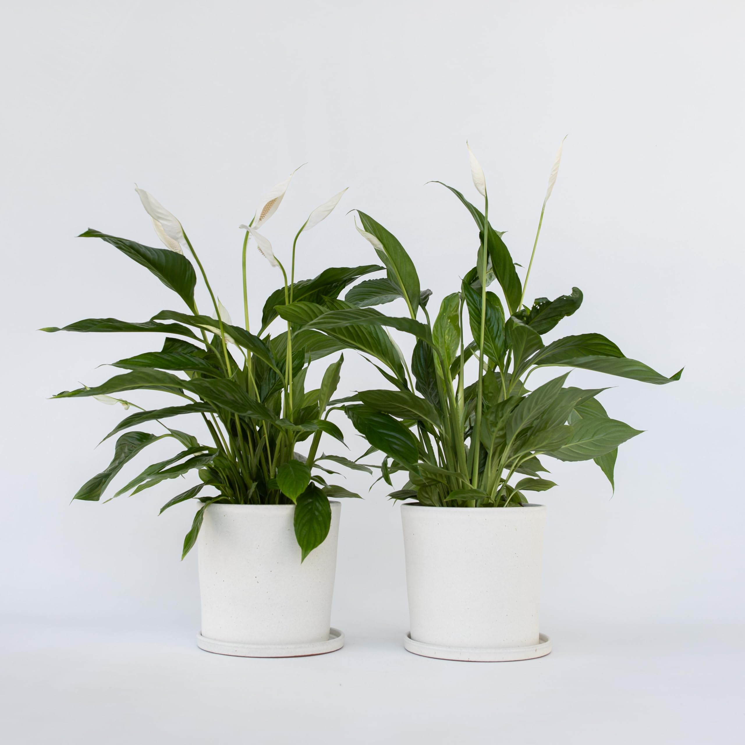 Plant in a Box - Spathiphyllum - Set de 2 - Planta de interior - Maceta 17cm - Altura 60-75cm