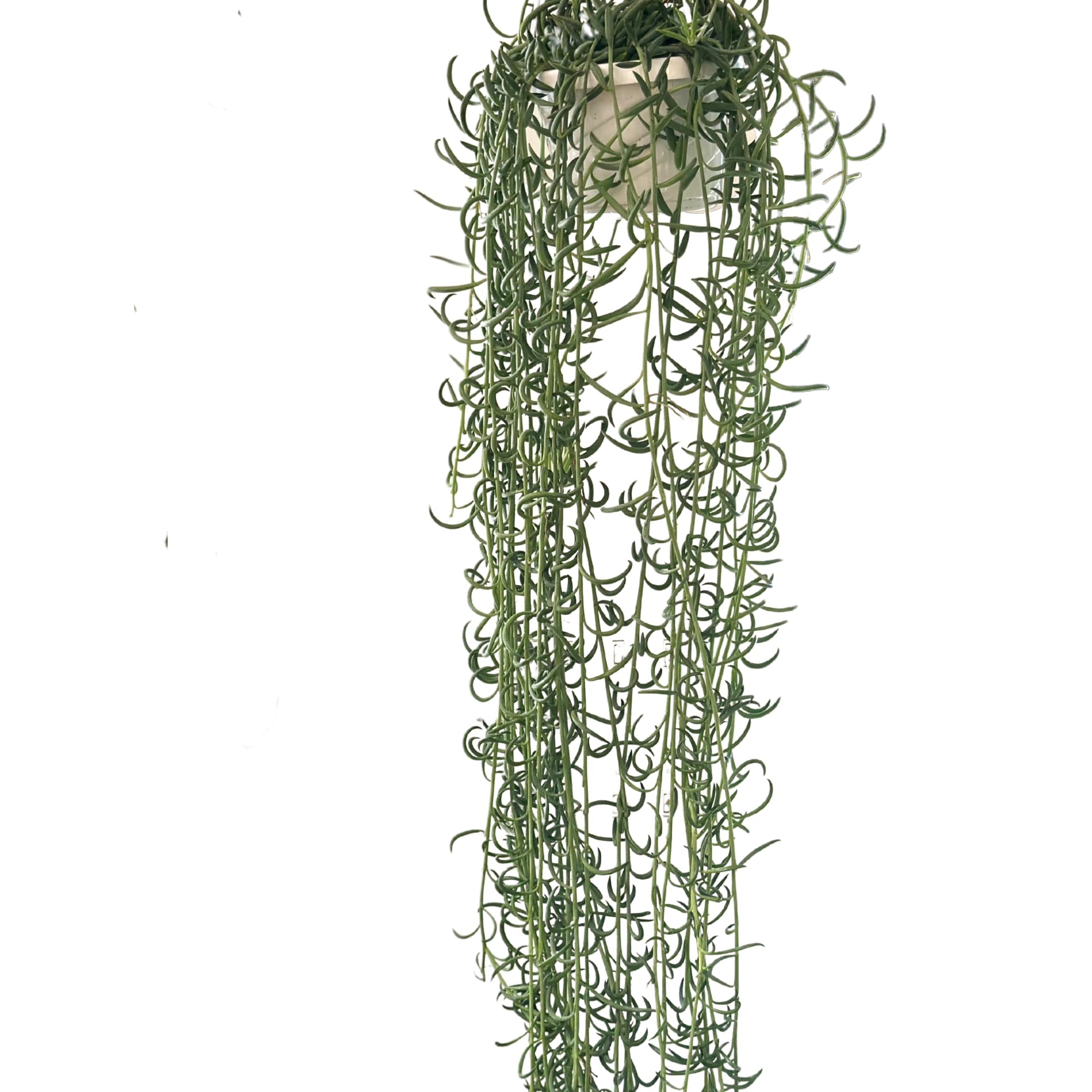 String of Fish Hooks Plant Live Hanging Basket 6 inch Large Succulent Indoor Outdoor Houseplant Curio Radicans