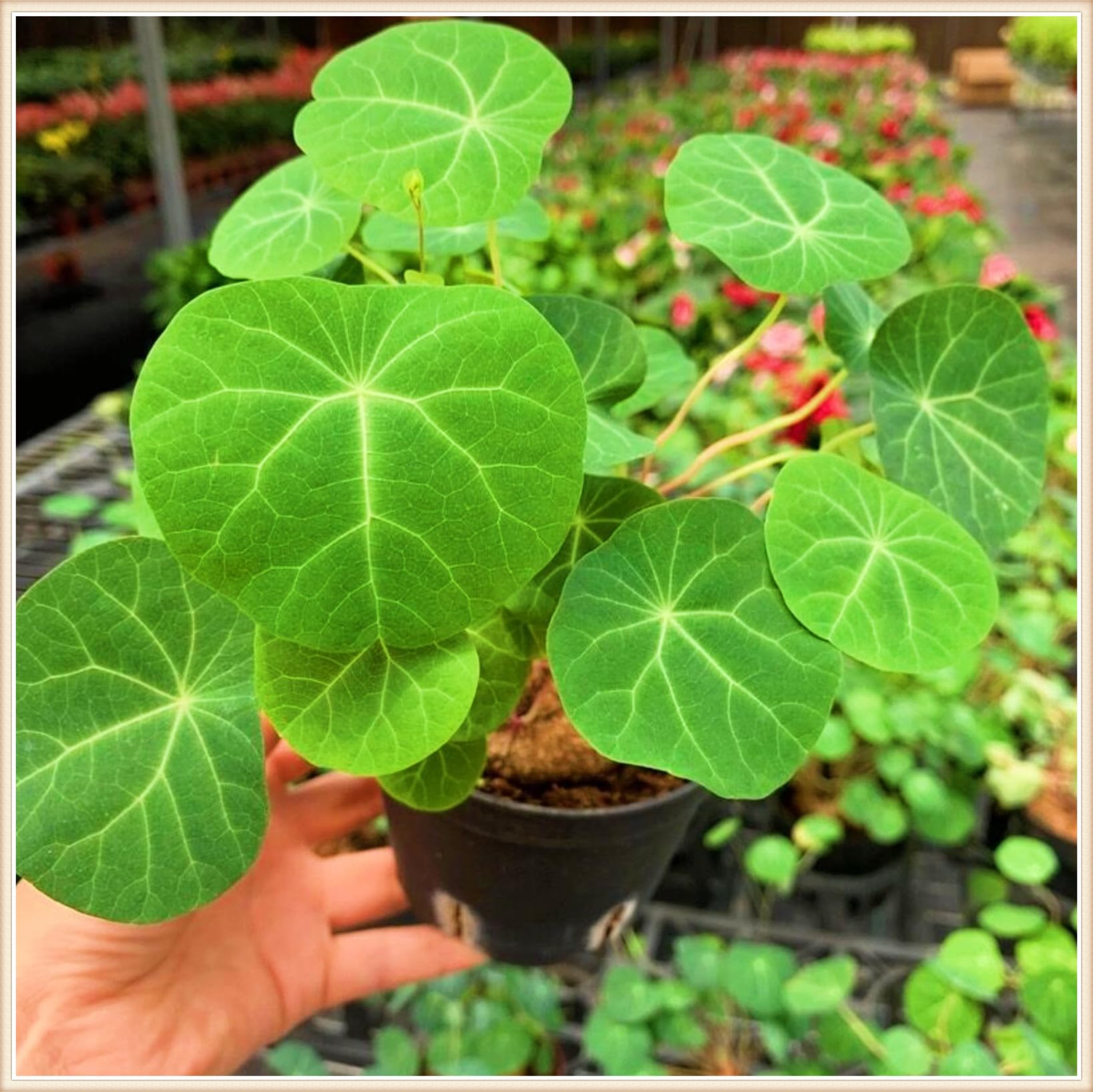 Stephania erecta Live Plant,Stephania erecta Bulb,Wedding Flowers/Potted/Plants/Rhizome/Ornamental-2bulbs-b — image 1