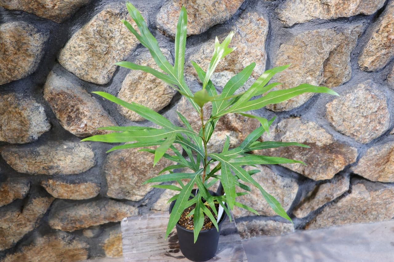 Amazon.co.jp: グレビレア ゴールド 4号鉢 1株販売 寄せ植え