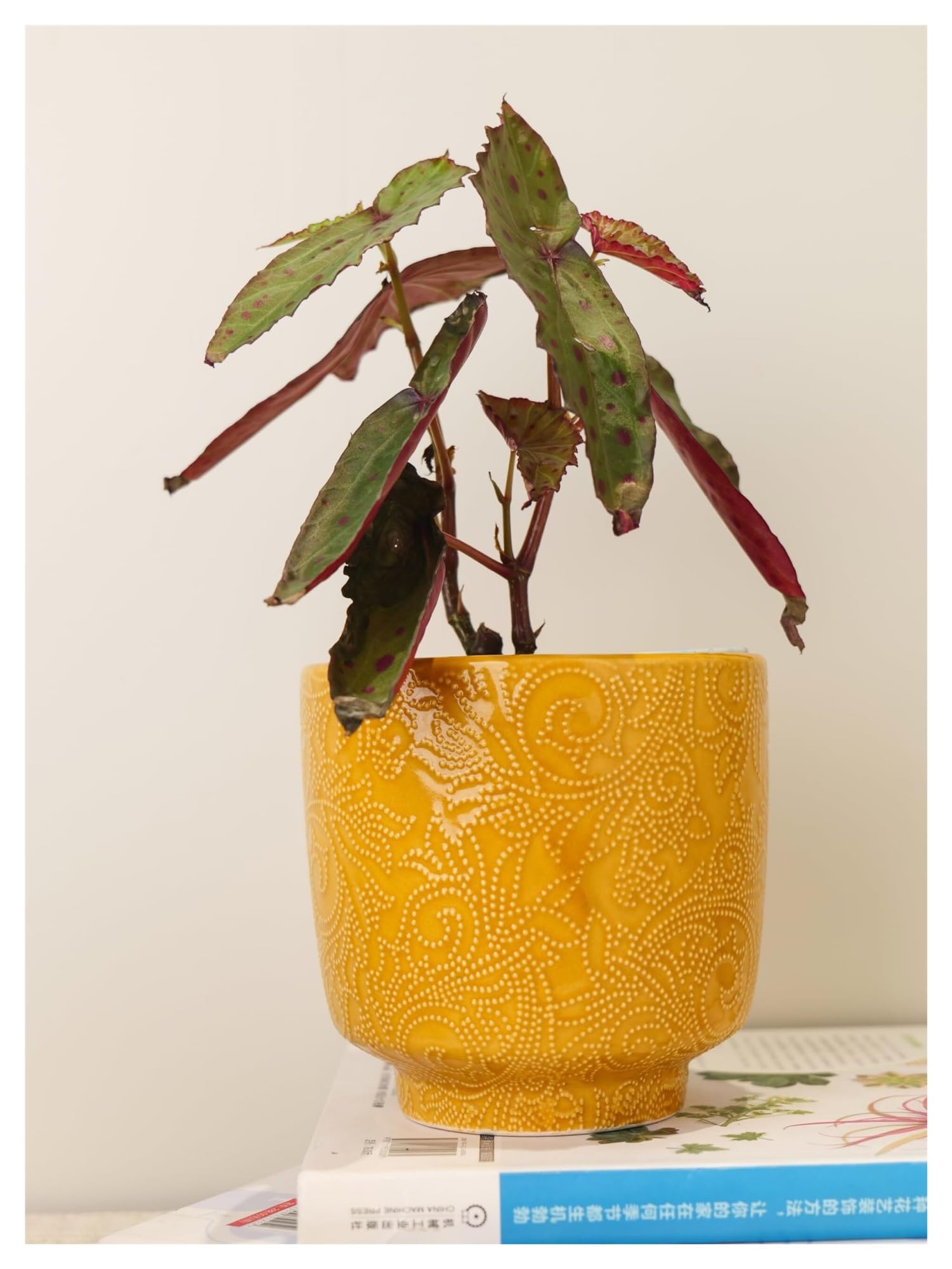 Doniczki na rośliny Ceramiczna doniczka na rośliny, wytłoczony wzór, doniczka na sukulenty, kaktus, orchidea prezenty dla miłośników roślin