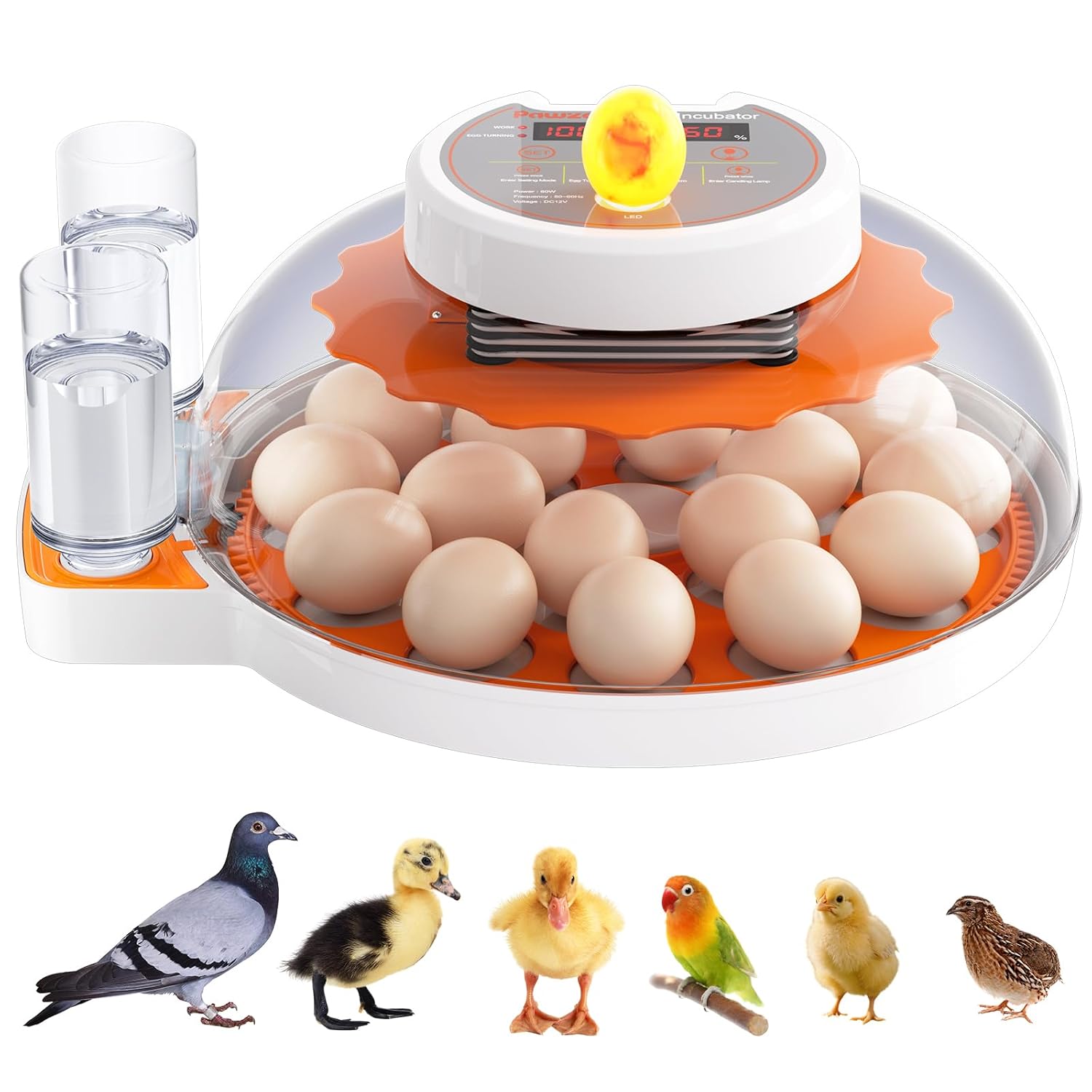 PAWZOO Egg Incubator: 18-60 Egg Capacity, Automatic Turner, Temp/Humidity Control, 360° View for Chicken Duck Quail Eggs