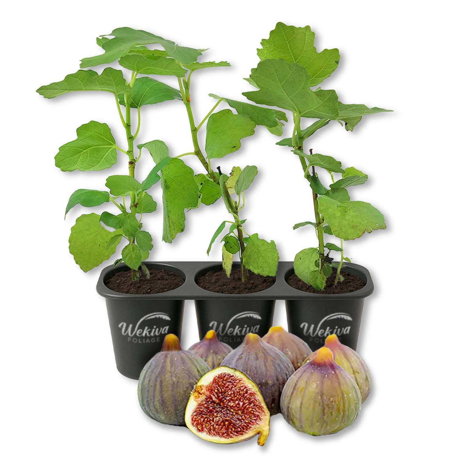 カシー化粧品figtree Botanicfolk（ボタニークフォーク） ハンドクリーム ギフト UVハンド