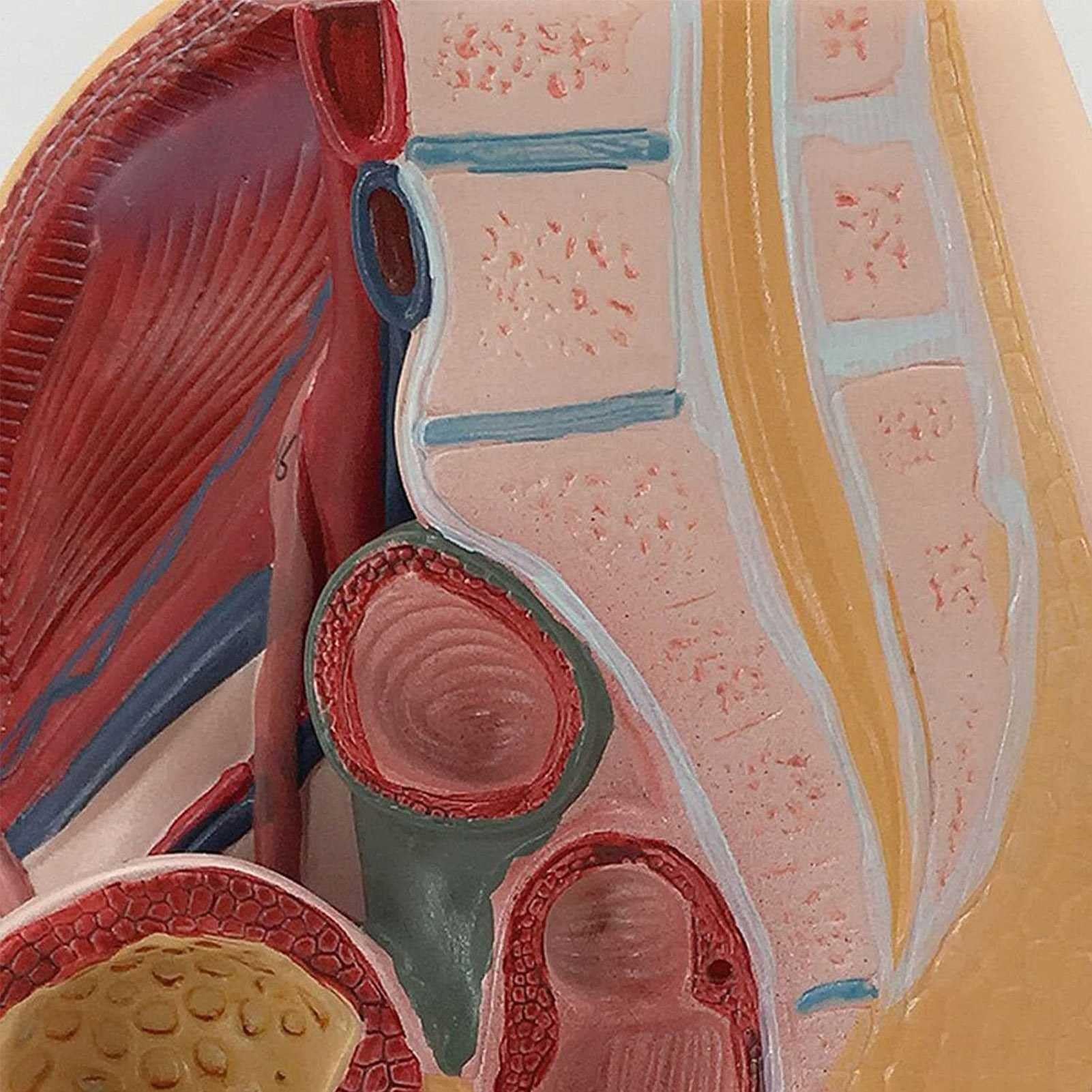 Sezione sagittale di pelvi maschile. Atlante di anatomia Uno studio fotografico del corpo umano di Rohen -Yokochi - Lütjen–Drecoll PICCIN