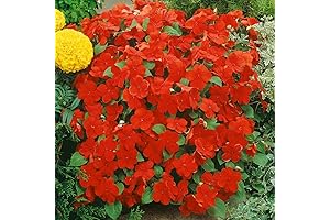 1000 Seeds Impatiens Plant Baby Scarlet Sunpatiens Flowers For Planting