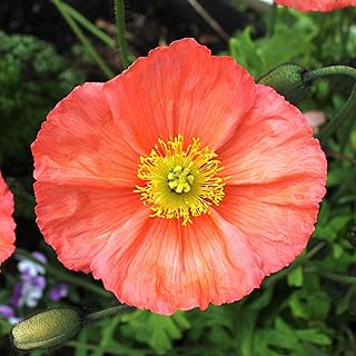Eden Brothers Iceland Poppy Seeds - Champagne Bubbles Pink