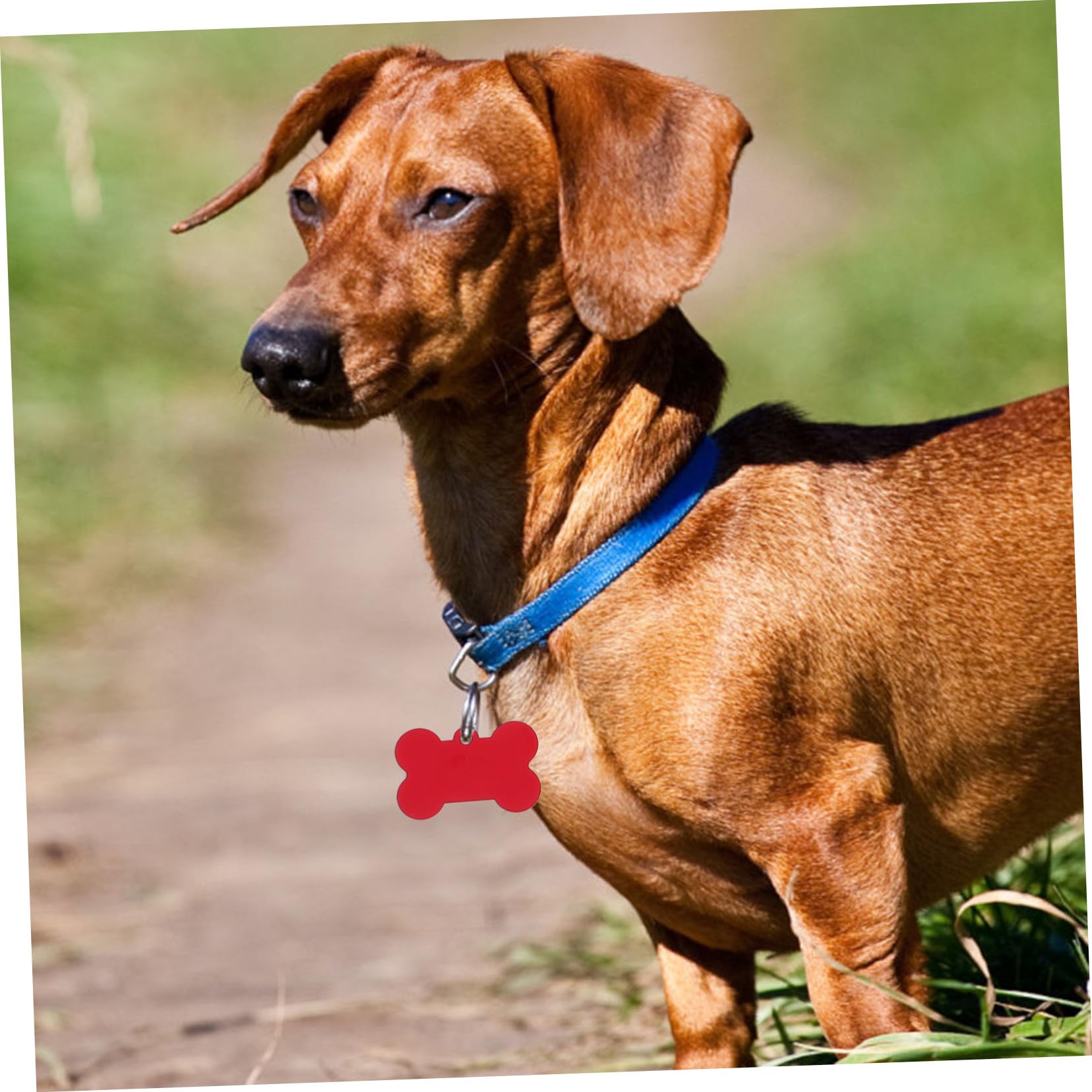 Angoily 50pezzi Targhette per Cani in Lega di Alluminio Forma di Osso Pendants per Animali Domestici Targhette Identificative Vuote per Incisione Adatte per Cani Gatti e Colore Casuale