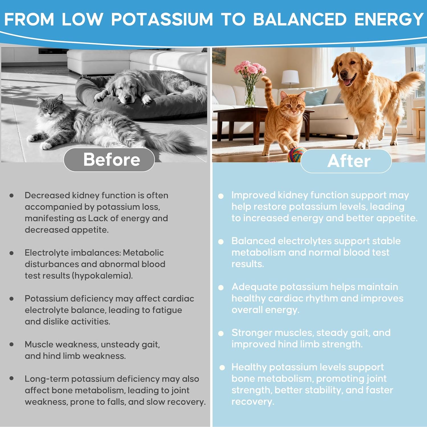 Renal K Potassium Gluconate for Dogs and Cats – 2.2 mEq per Scoop – Supports Kidney Function, Restores Potassium Levels – Boosts Energy – Muscle Strength – Vet-Recommended