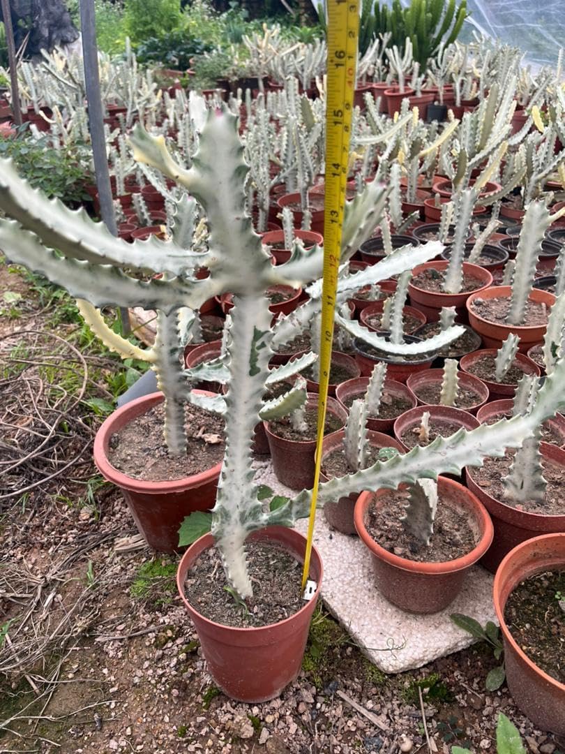 Euphorbia Live Rooted Plant (Euphorbia Ghost)