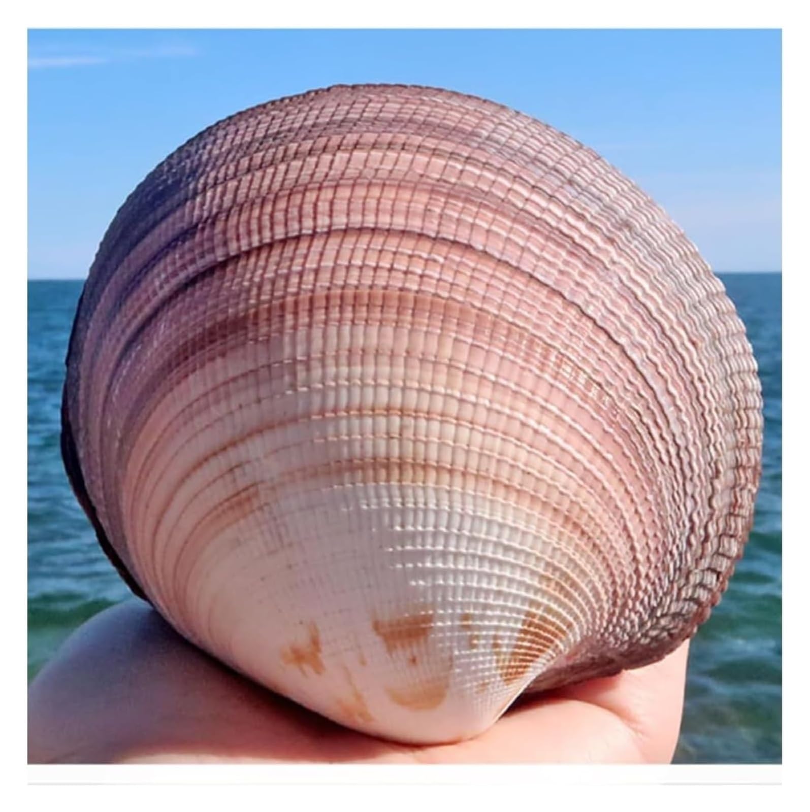 Grandi Conchiglie Marine, Conchiglia Naturale, Grandi Conchiglie for Decorazione, Conchiglie Marine Naturali Rare da 8 a 10 cm for Decorazioni Nuziali, Feste a Tema Spiaggia, Acquario