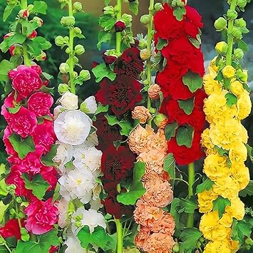 Seeds Hollyhock Double Mix - Stock Rose - Perennial Flowers for Planting - GMO Free