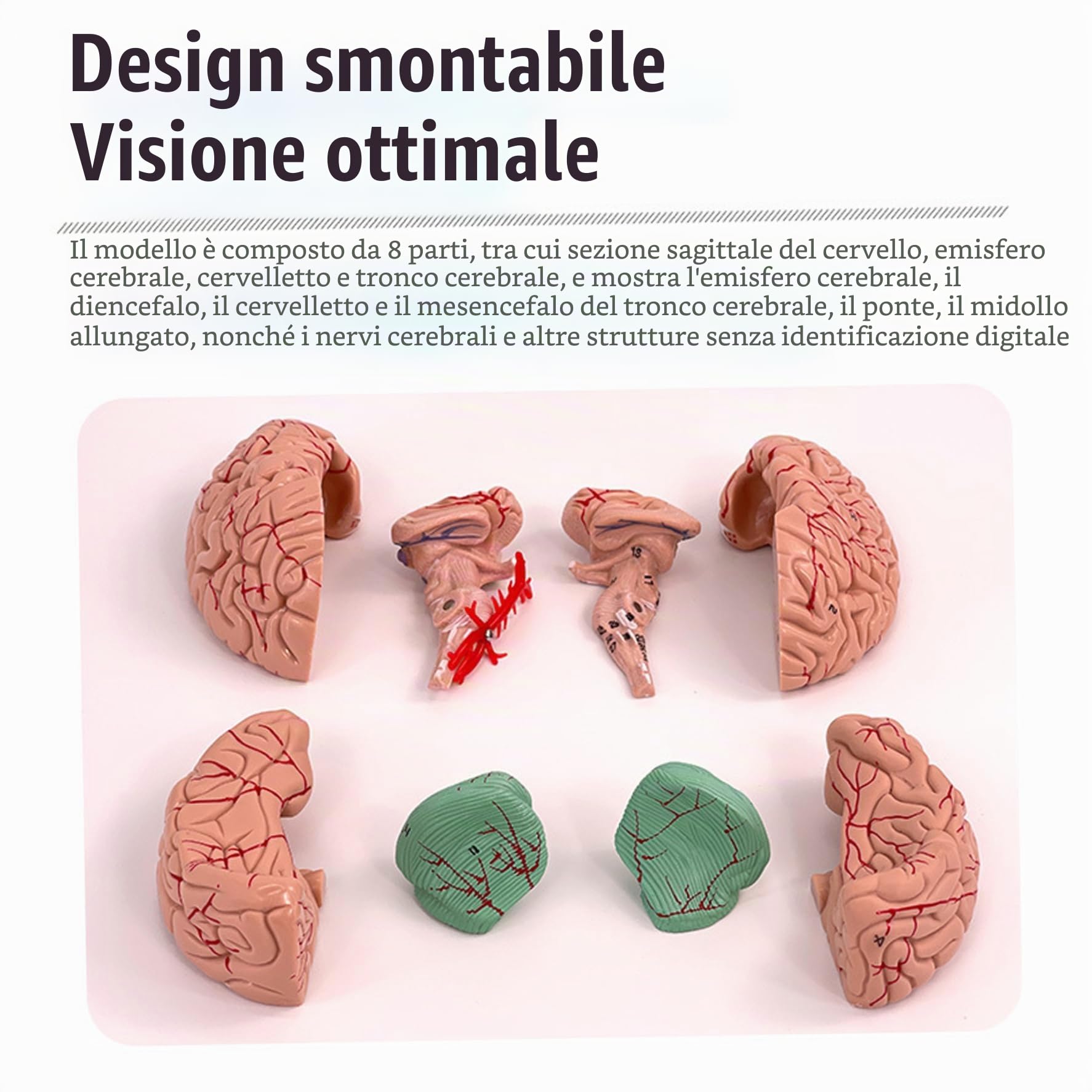Modello cerebrale Modello di 8 parti del cervello umano con 32 identificatori digitali Dimensioni della vita Anatomia umana per lo studio di classe Science Disposizione di insegnamento dell'anatomia