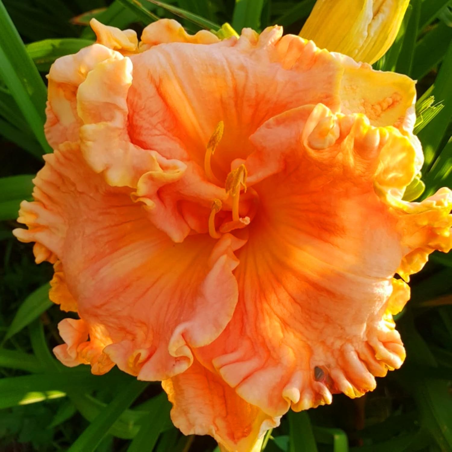 Daylily Tubers Bulbs Bulk Flower Plant Planted Lovely