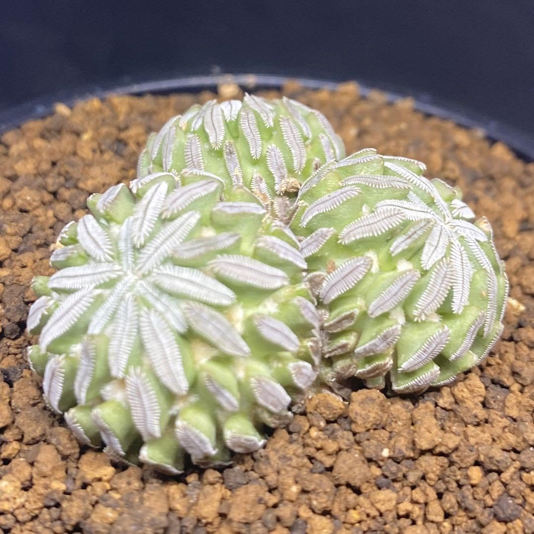 サボテン 精巧丸 - 観葉植物 丸」の人気商品一覧・価格比較 価格.com
