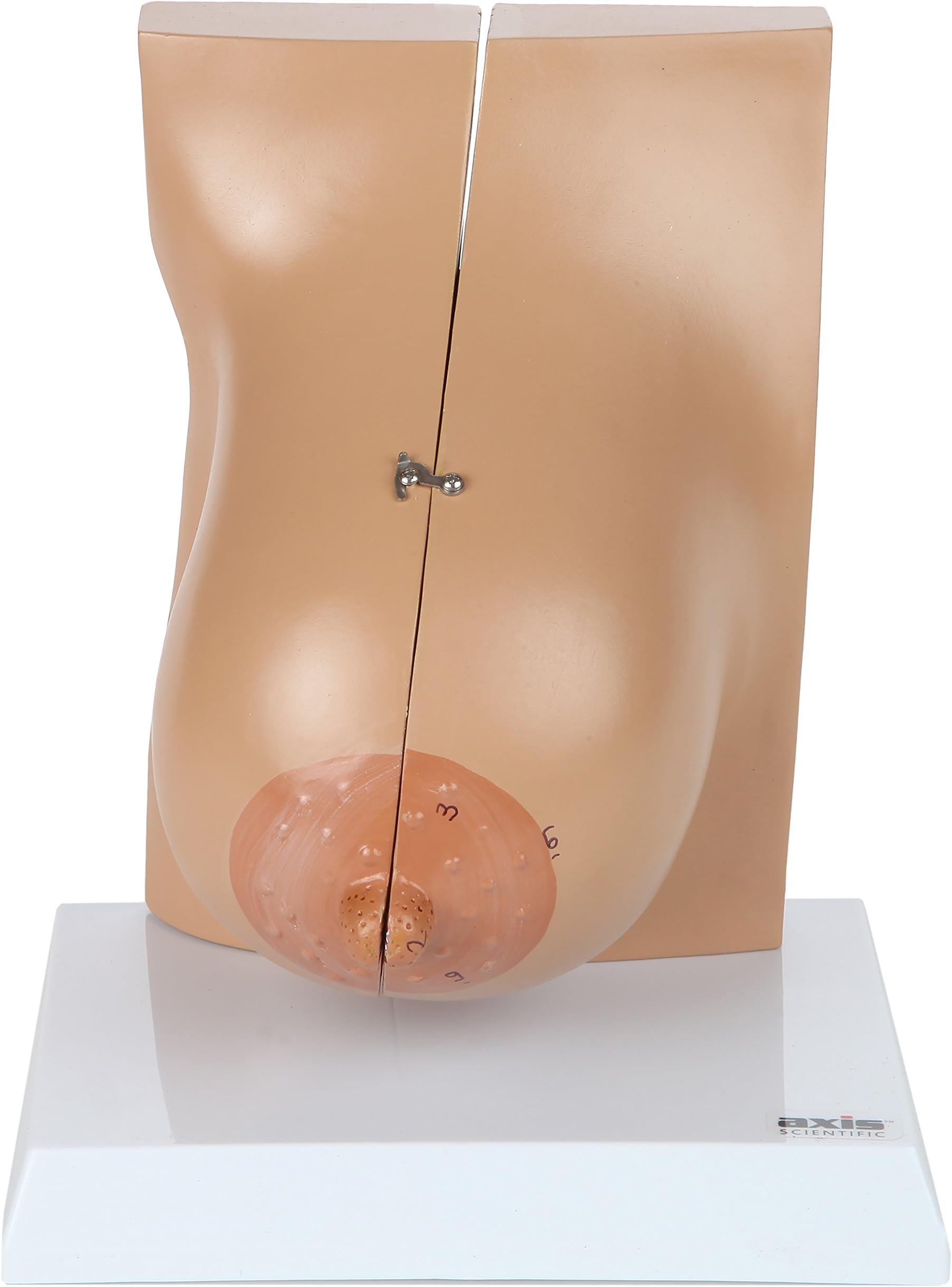 Axis Scientific Female Breast Model in Lactation Period | Illustrates Mammary Glands | Model Opens to Reveal Internal Breast Anatomy | Includes Product Manual