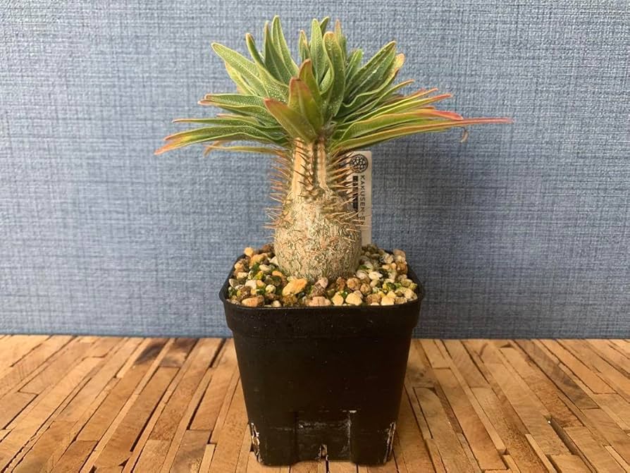 Amazon.co.jp: パキポディウムグラキリス実生 播種1年半 塊根植物  