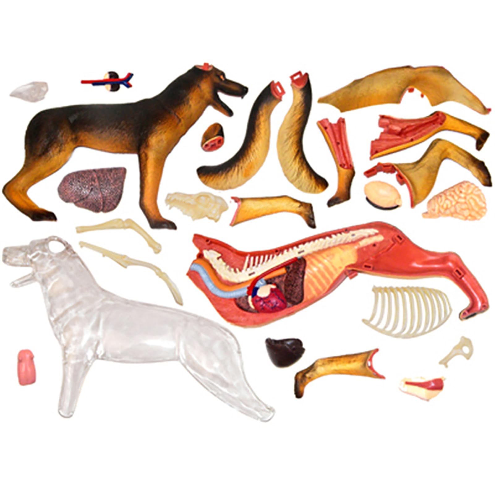 Genérico 4D Anatomía del Perro Modelo, Perro canino Esqueleto, Animal Esqueleto espécimen, Desmontable Biología, 29 Partes para la enseñanza de Animales de demostración