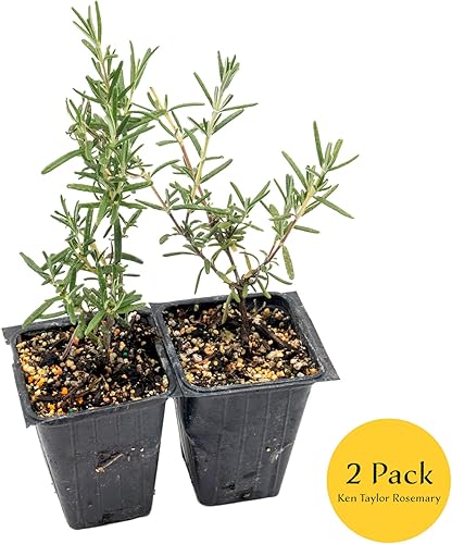 Miniatura 4 de Rosmarinus officinalis 'Ken Taylor' Rosmarinus officinalis 'Ken Taylor' - Hierba perenne fragante para cocinar, jardines y contenedores  Plantas