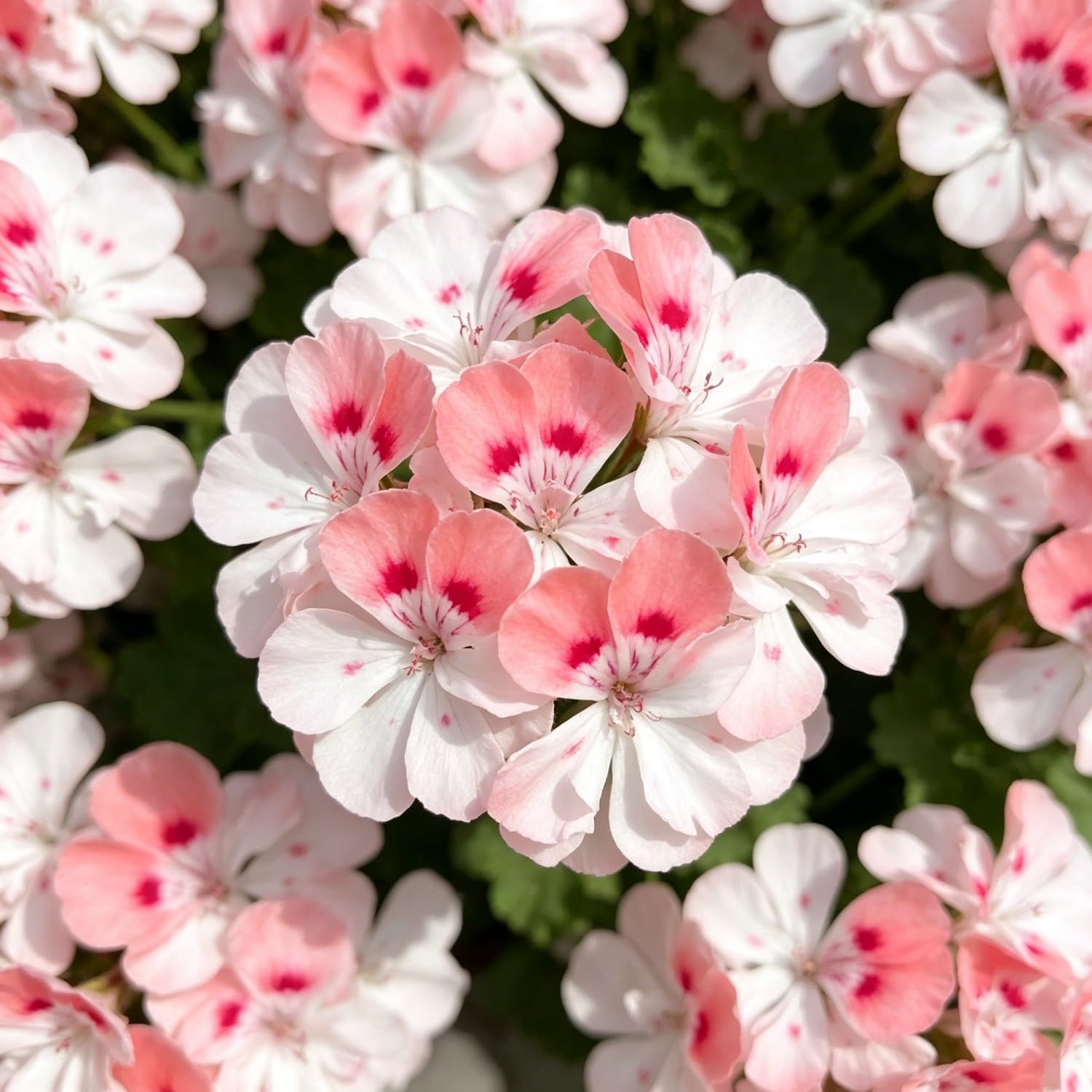 Double Geranium Seed-Hardy,Perennial, Vibrant Floral Display Garden