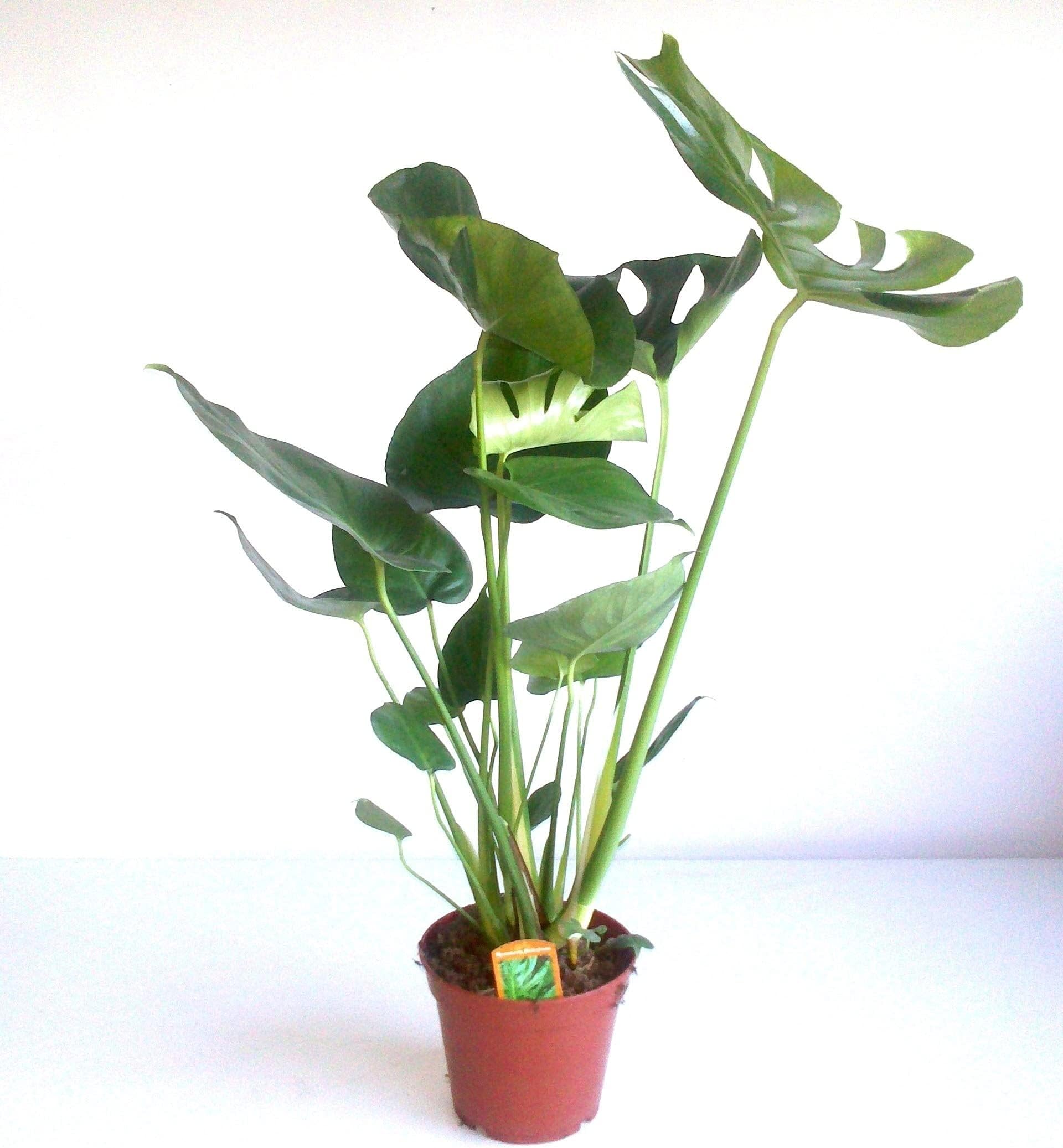 Monstera Deliciosa | Swiss Cheese Indoor Live Plant | Air Purifying | Height 60 | Pot-ร 17 cm