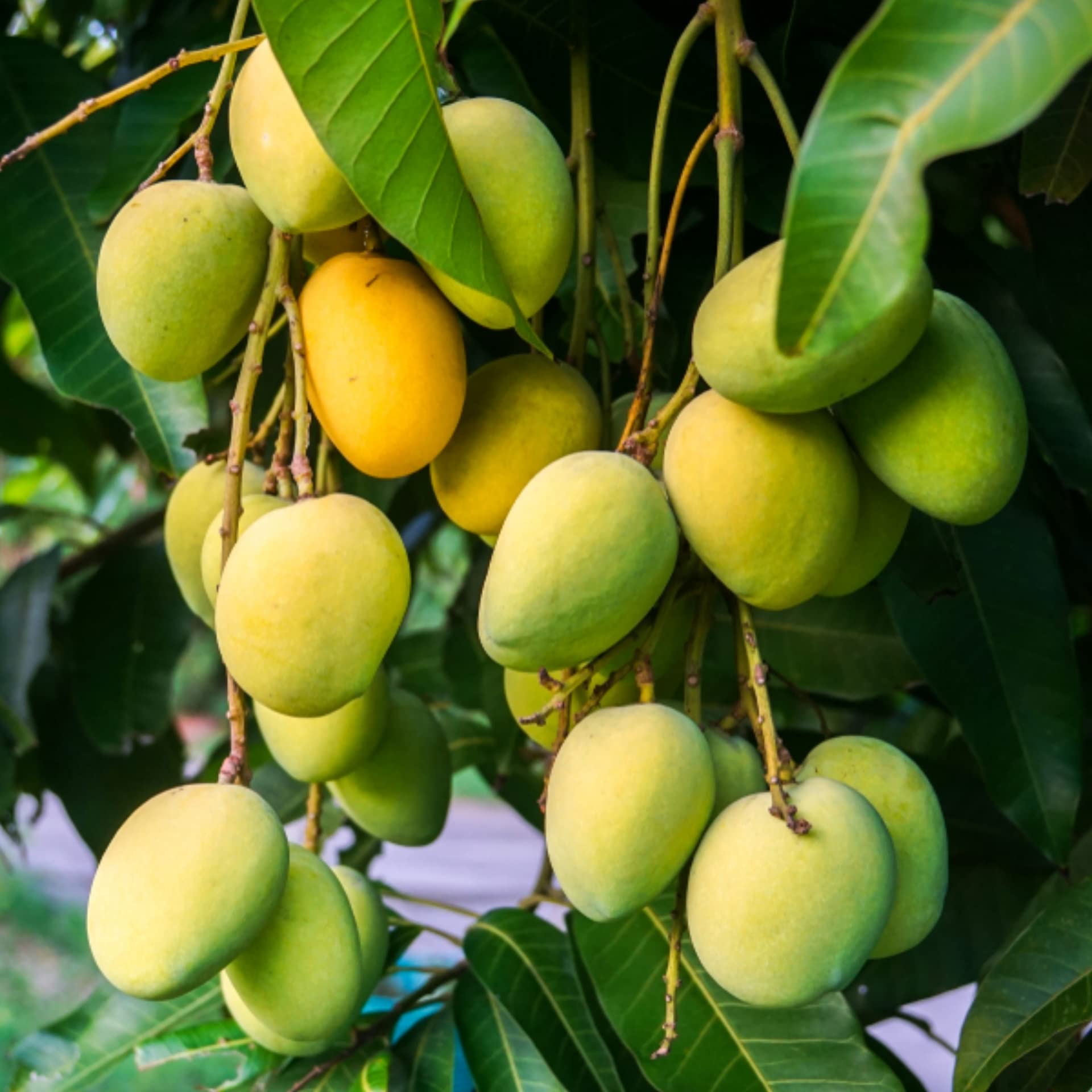 Native Earth Nursery " Jardalu Mango " Hybrid 1 Healthy Fruit Plant (Grafted Plant, 2-3 Feet Height) Live Plant for Home Garden (B0BVG38512) Amazon Price History, Amazon Price Tracker