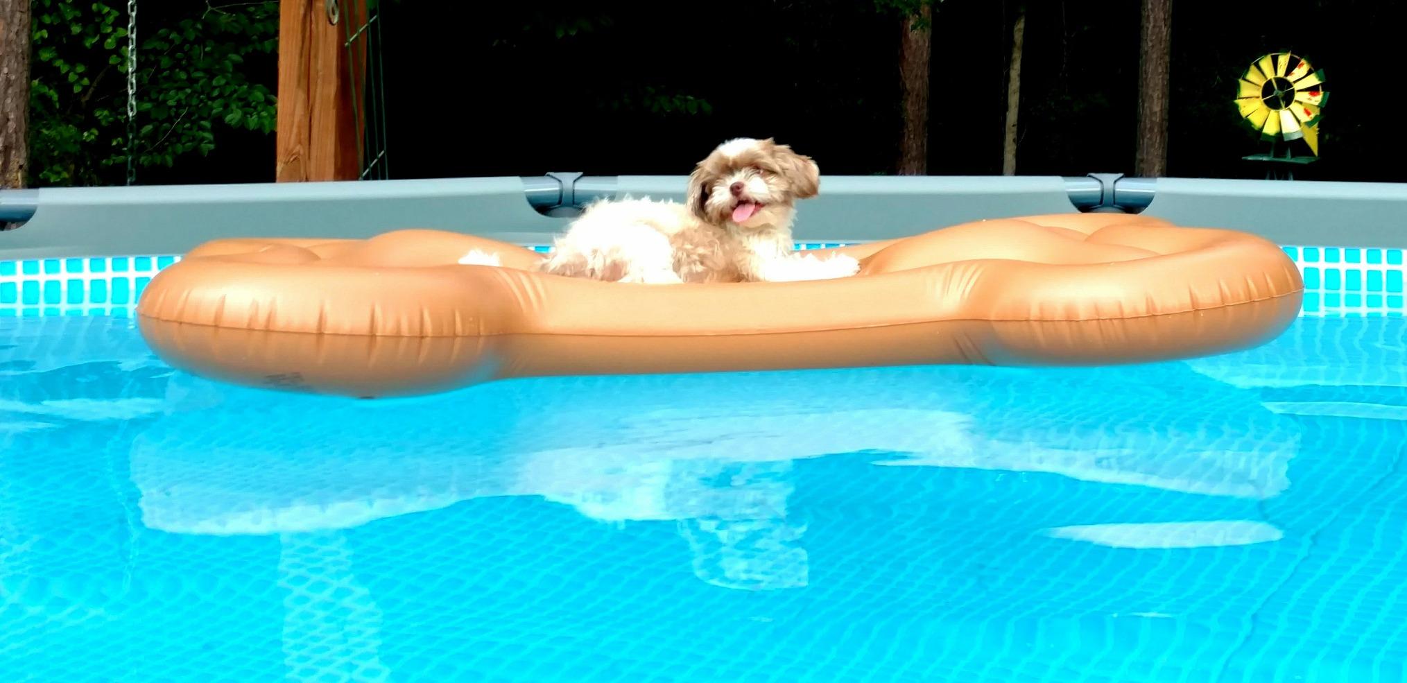 Amazon.com: Swimline Dog Days Bone Float : Toys & Games