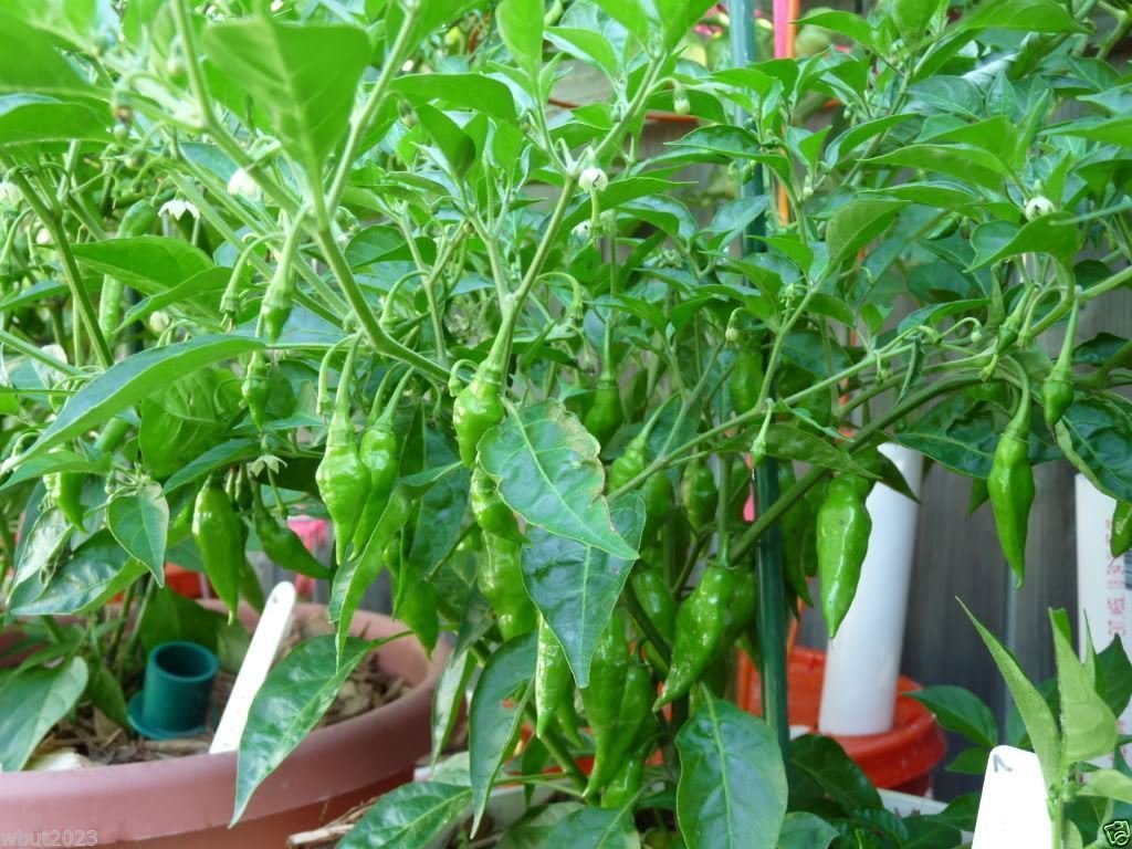 Amazon.com: Aji Lemon Drop Peppers Seeds, Distinctive Citrus Flavor, Bright  Yellow Color. (10 Seeds) : Grocery & Gourmet Food