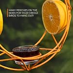 MEKKAPRO Sun Baltimore Alimentation en oriole pour l'extérieur, Jelly et Orange Metal Bird Feeder, design soleil unique et couleur vive Oriole Bird Fowerer, crochet haut ouvert, en acier recouvert de poudre résistant aux UV (simple)