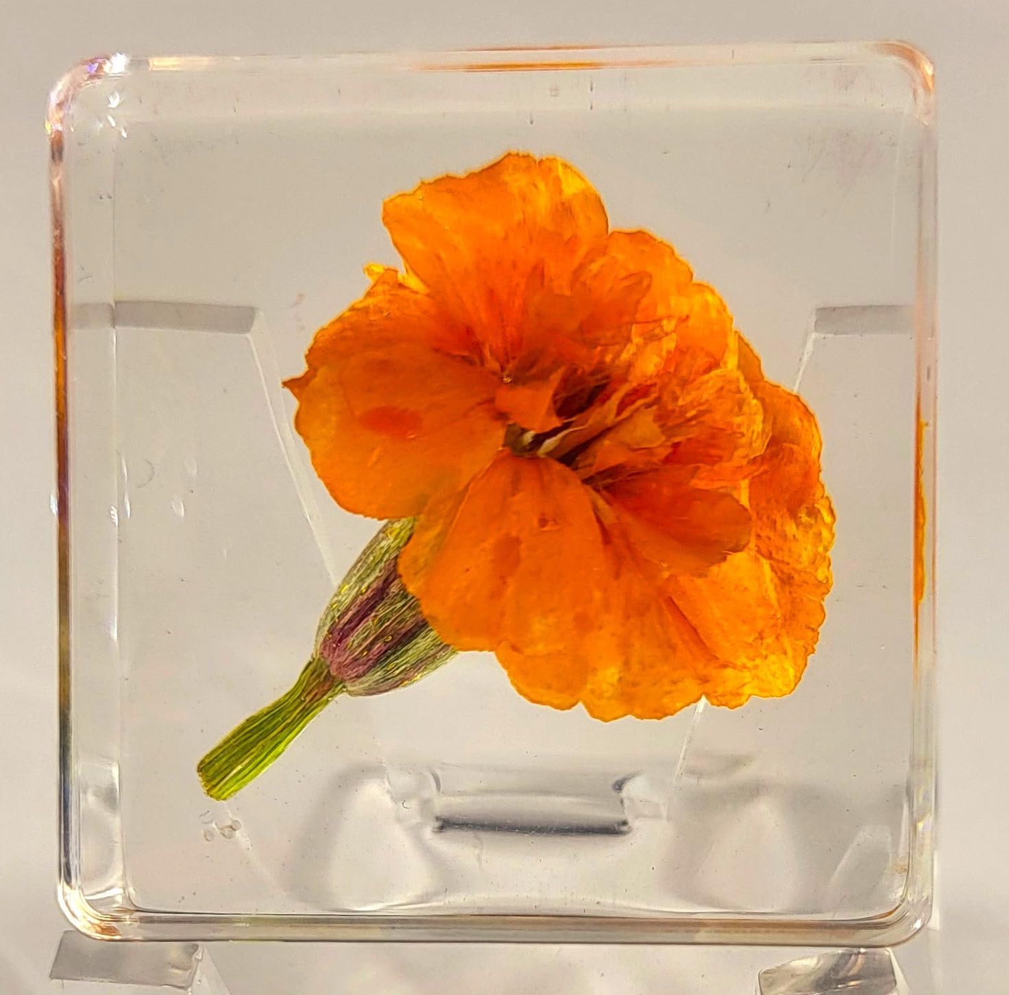 Hqrp French Marigold Flower 38Mm Real In Crystal Clear Lucite Resin Specimen Botanist Herb Herbarium Tagetes Patula Collection For Botany Science Education & Desk Ornament Display Small Paperweight