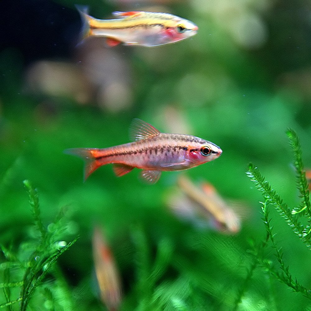 バルブ熱帯魚 チェリーバルブとは！赤い体色や性質、水槽、餌、混泳、繁殖について