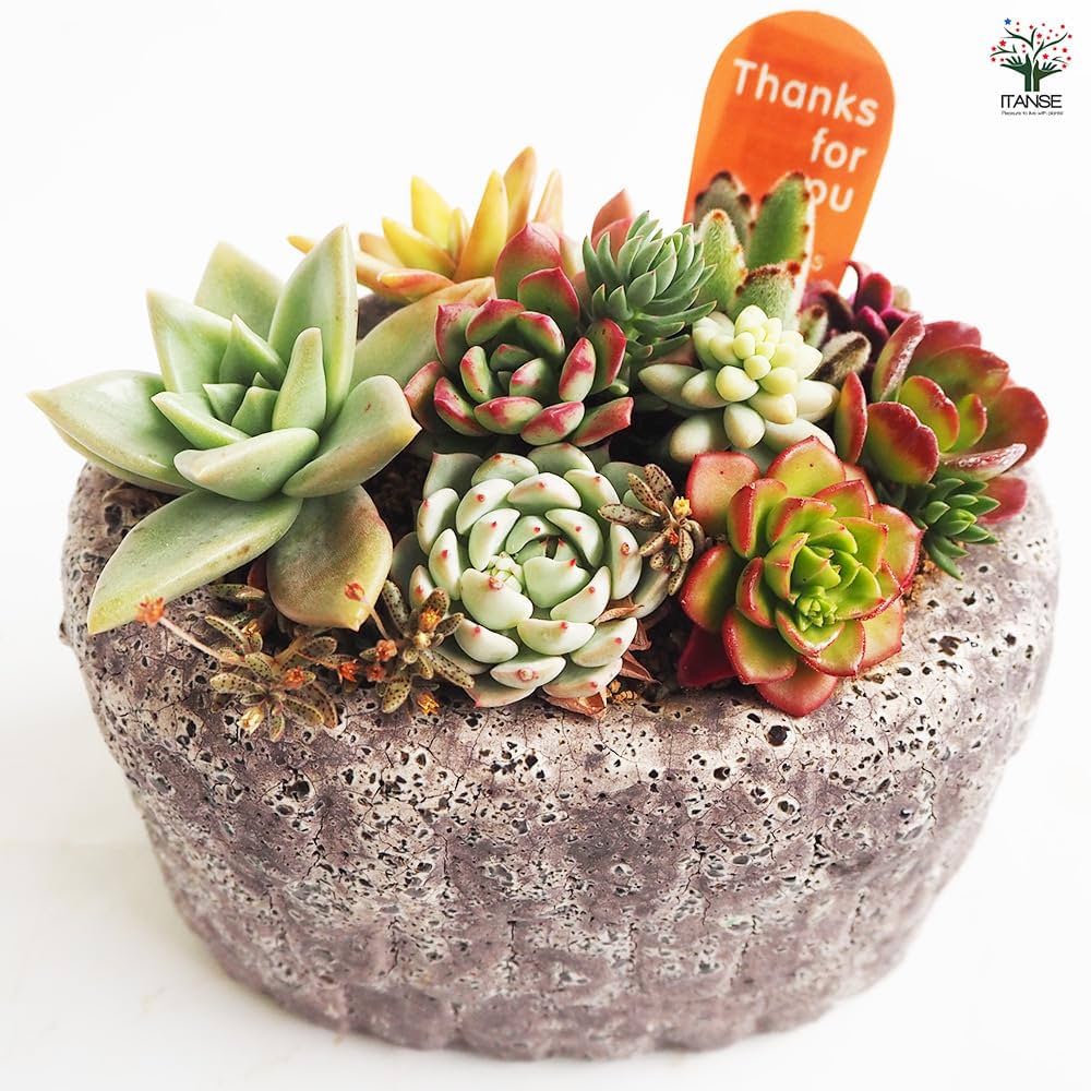 多肉植物 寄せ植え (⑅•͈૦•͈⑅).ᐟ.ᐟゴブレット 多肉植物 寄せ植え (⑅•͈૦•͈⑅).ᐟ.ᐟゴブレット 多肉植物 寄せ