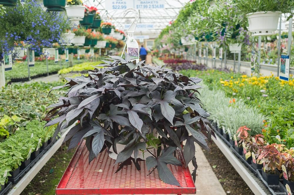 Golden Bloom Live Ornamental Sweet Caroline Sweetheart Purple Sweet Potato Vine (Ipomoea Batatas) Live Creeper Plant Live Beautiful Purple Sweet Potato Vine Live Plant (B0BYWZ4PDM) Amazon Price History, Amazon Price Tracker