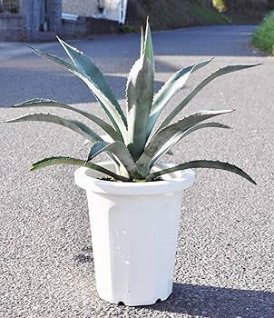 アガベ アメリカーナ4つセット imgrc0092870166.jpg