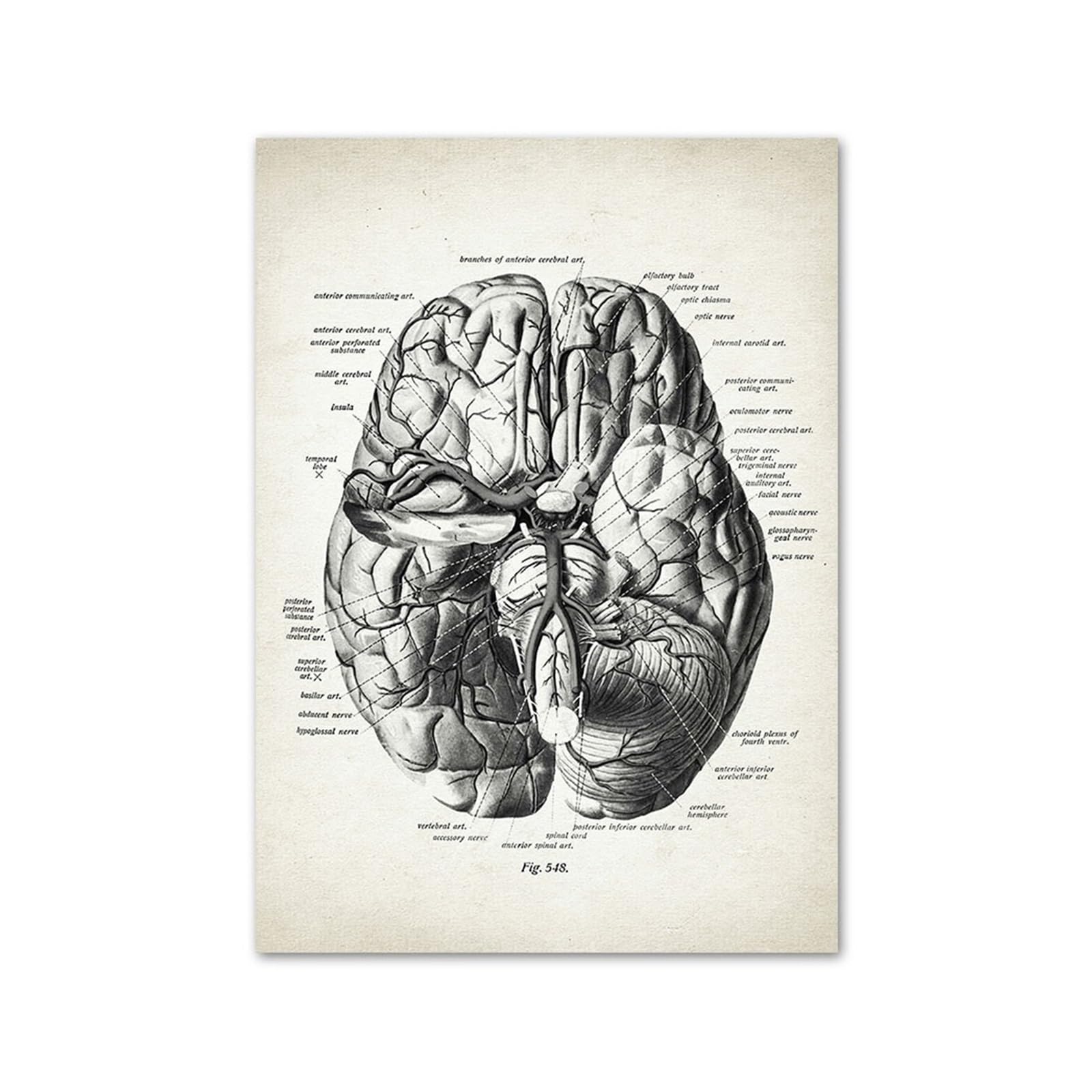 Toile anatomie cœur humain rétro - Peinture murale bureau médical