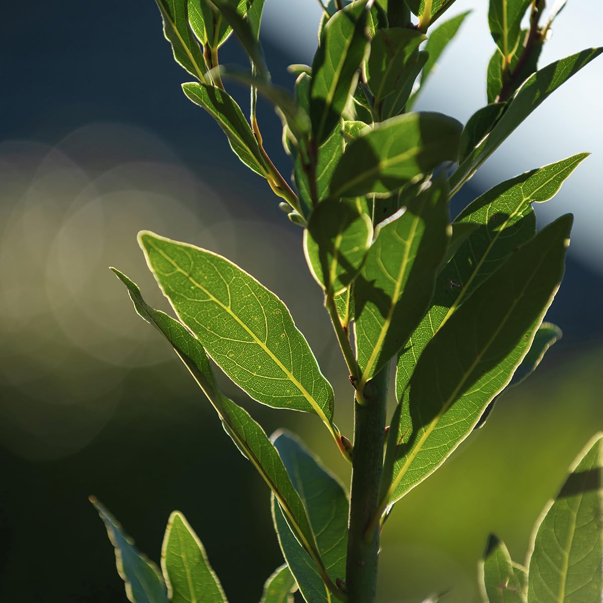 Alloro "Laurus nobilis" pianta aromatica sempreverde ad alberello in vaso ø24 cm h. 100/120 cm Vivaio di Castelletto