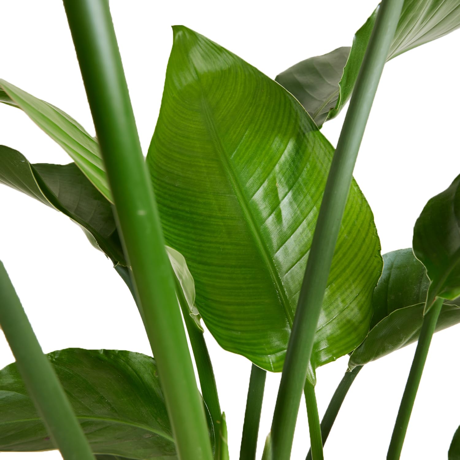 Bloomique - Strelitzia Nicolai - Strelitzie Pflanze - Paradiesvogel Pflanze  - Paradiesvogelblume - Zimmerpflanzen Gro - Grnpflanzen Luftreinigend -  Hhe 70-80 cm - Topf 21 cm : Amazon.de: Garten