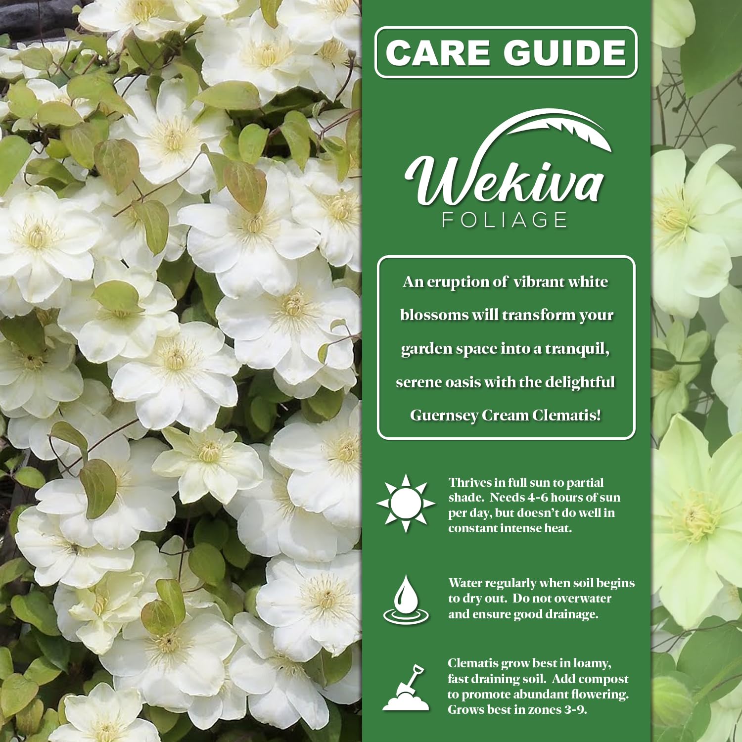 Amazon.com : Clematis Guernsey Cream - 4 Live Starter Plants in 2