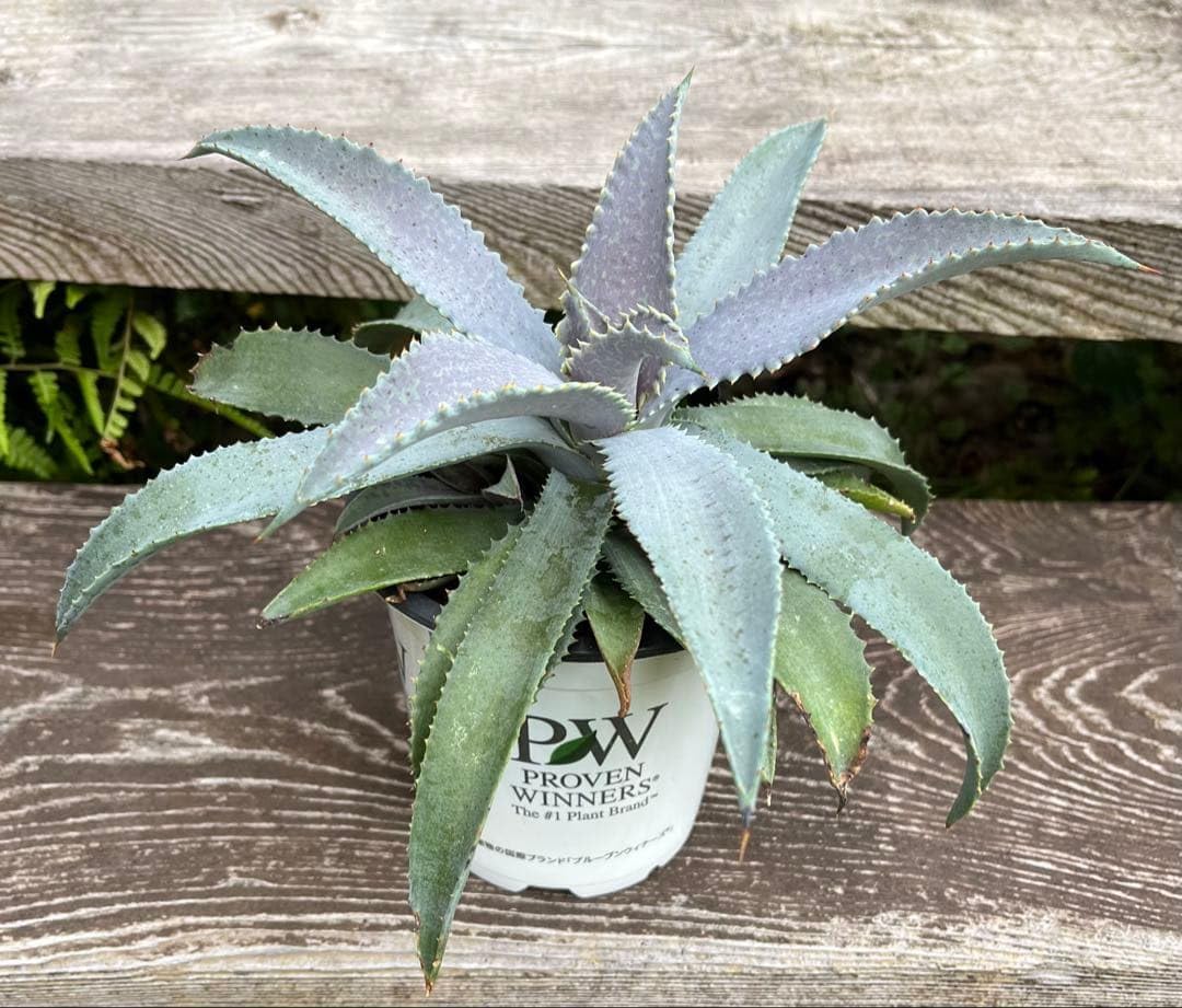 マンガべ シルバーフォックス 大株+子株付 ポットのまま いたします♪