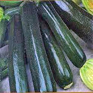 CountryCreekAcres Black Beauty Zucchini Squash Heirloom Seeds - Non-GMO, 100 Count, Prolific Producer, Delicious & Nutrient-Rich