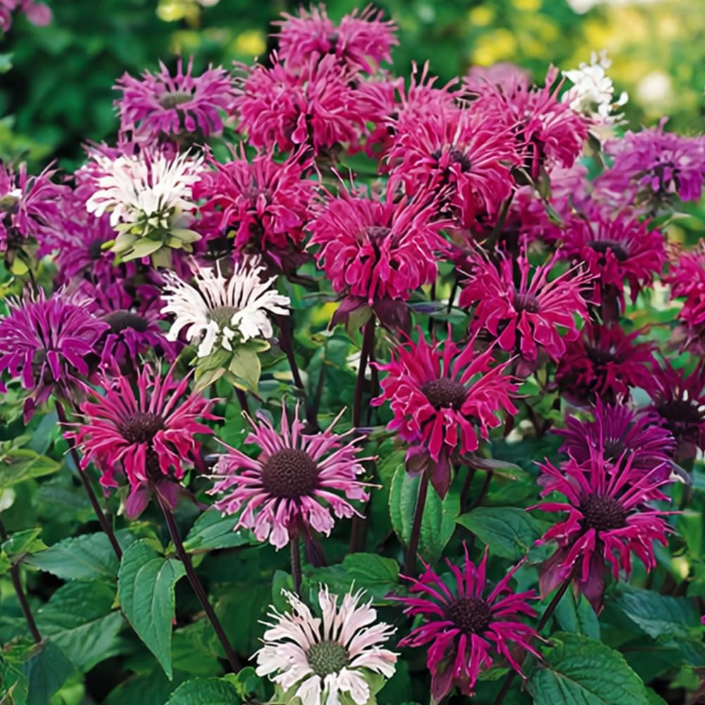 Bergamot Panorama Mix Seeds – Cheery, Tousled Flowers, Uniquely Scented Foliage – RHS Plants for Pollinators – Hardy Perennial – for Your Beautiful Garden